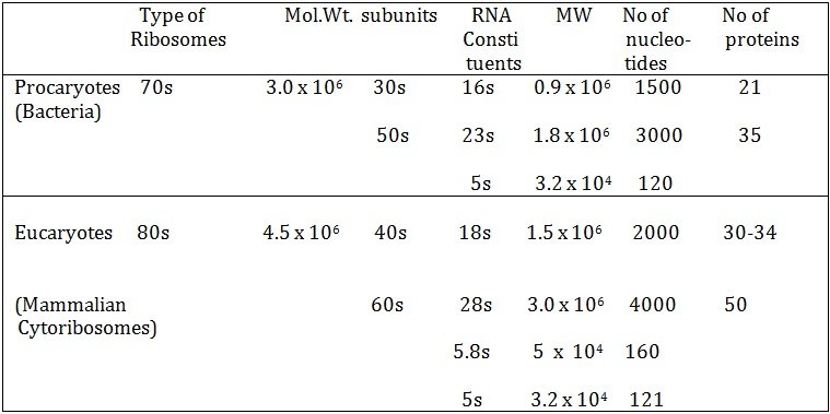 Ribsomal RNA